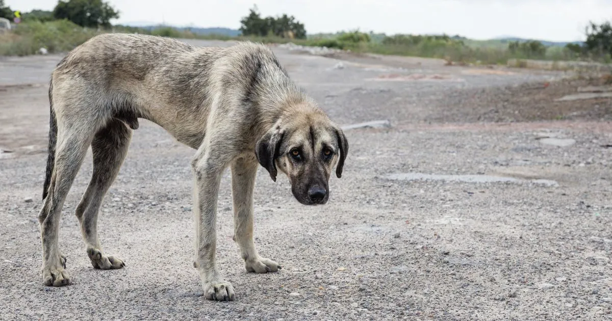 STRAY DOGS