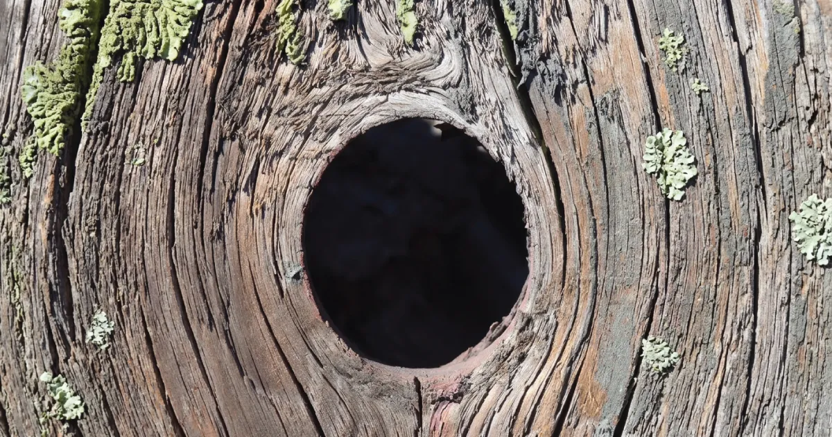 HOLLOW